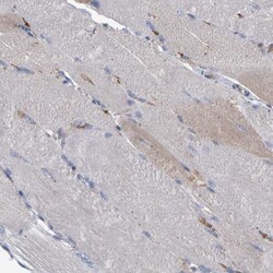 MAMDC2 Antibody, Novus Biologicals 0.1mL; Unlabeled:Antibodies, Polyclonal